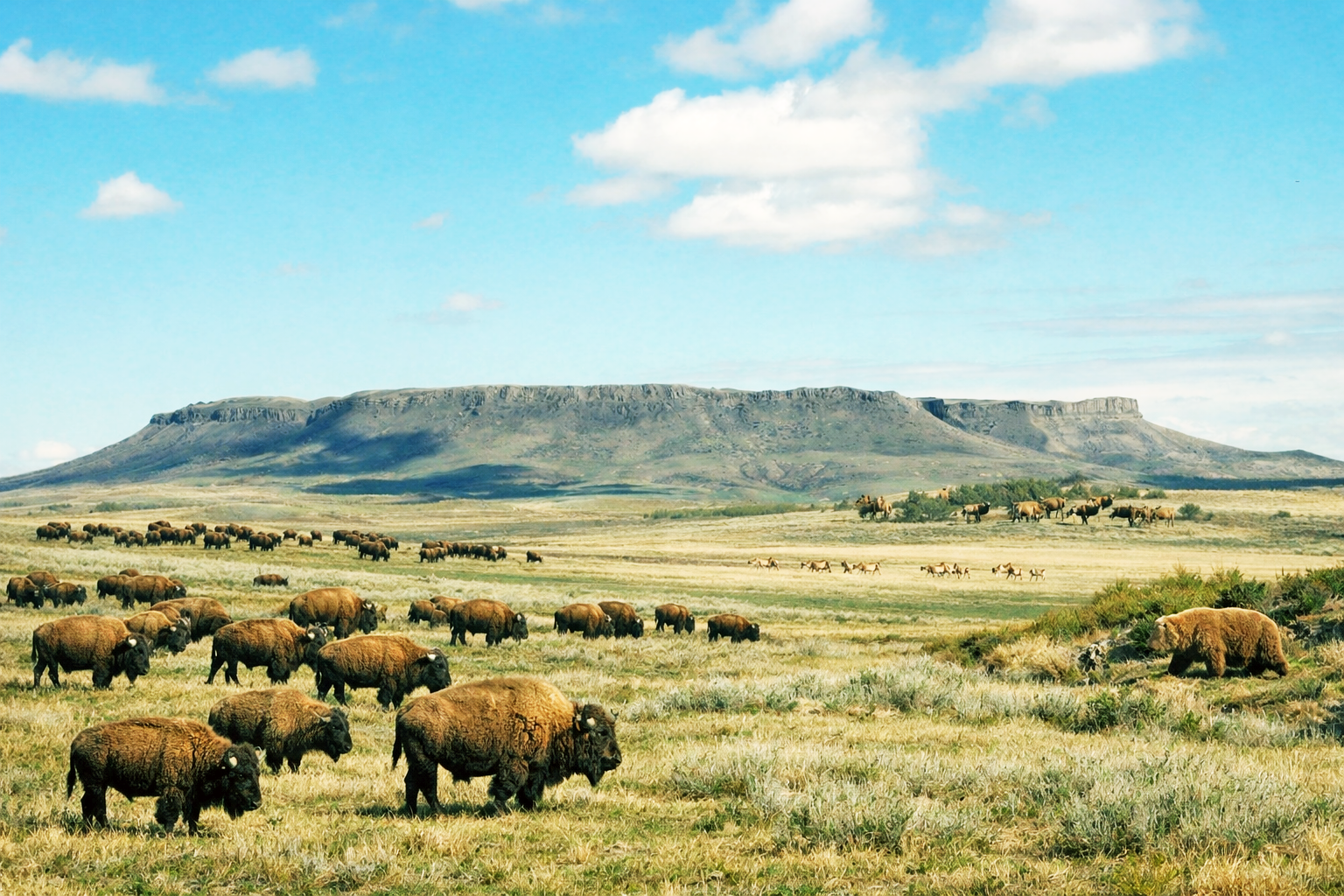 Environment, Wildlife & Biodiversity